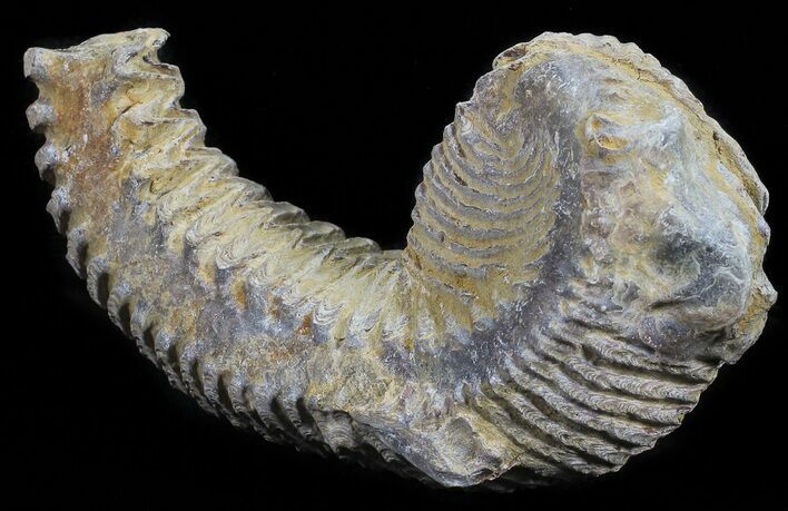 Cretaceous Fossil Oyster (Rastellum) - Madagascar #54481